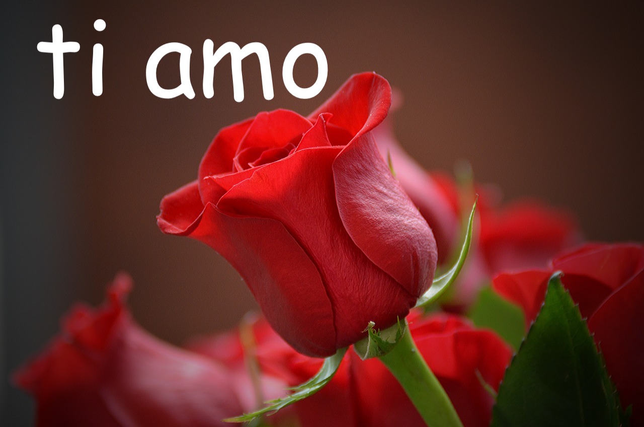 foto di una rosa rossa per dire ti amo